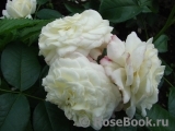 Alabaster Alabaster