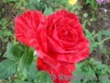 Red Intuition Red Intuition