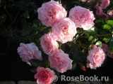 Tickled Pink Tickled Pink