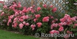 Rosarium Uetersen Rosarium Uetersen