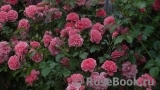 Rosarium Uetersen Rosarium Uetersen