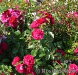 Starlet®-Rose Lola® Starlet®-Rose Lola®