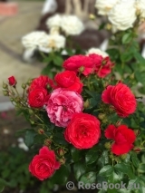 Cherry Girl ® Cherry Girl ®
