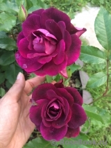 Burgundy Ice Burgundy Ice
