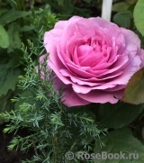 Lavender Ice Lavender Ice