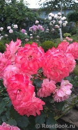 Rosarium Uetersen Rosarium Uetersen