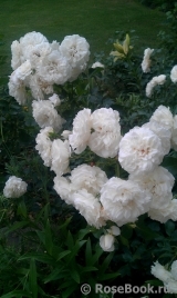 White Meidiland White Meidiland