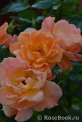 Westerland Westerland