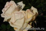 Madame Anisette ® Madame Anisette ®