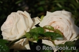 Madame Anisette ® Madame Anisette ®