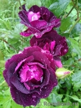 Burgundy Ice Burgundy Ice