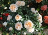 Garden of Roses Garden of Roses