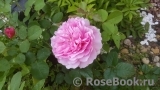 Princess Alexandra of Kent Princess Alexandra of Kent