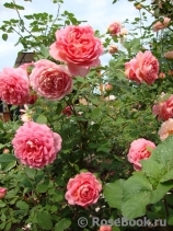 Jubilee Celebration® Jubilee Celebration®