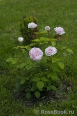 Olivia Rose Austin Olivia Rose Austin