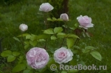 Olivia Rose Austin Olivia Rose Austin