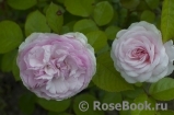 Olivia Rose Austin Olivia Rose Austin