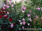 La Rose de Molinard ® La Rose de Molinard ®