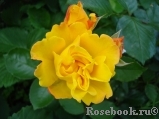 Friesia Friesia