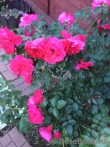 Rosarium Uetersen Rosarium Uetersen