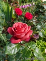 Terracotta ® Terracotta ®