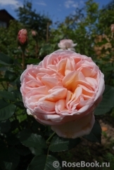Alexandrine Alexandrine