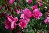 Decor Rose Decor Rose