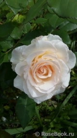 Sweet Blondie ® Sweet Blondie ®