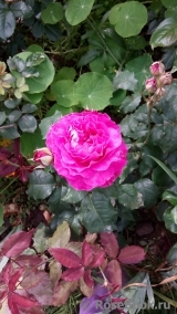 Scent of Woman ® Scent of Woman ®