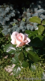A Whiter Shade Of Pale A Whiter Shade Of Pale