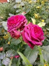 Falstaff® Falstaff®