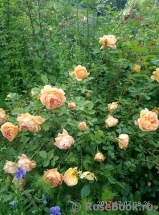 Lady of Shalott Lady of Shalott
