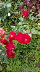 Austriana ® Austriana ®