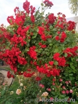 Scarlet Meillandecor Scarlet Meillandecor