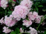 Heavenly Pink Heavenly Pink