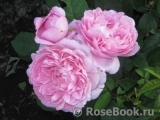 Mary Rose Mary Rose