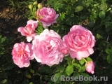 Princess Alexandra of Kent Princess Alexandra of Kent
