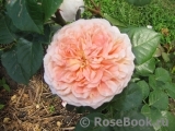 Abraham Darby Abraham Darby