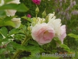 Ritausma Ritausma