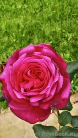 Johann Wolfgang von Goethe Rose® Johann Wolfgang von Goethe Rose®