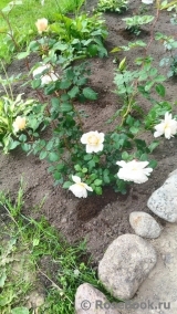 Crocus Rose® Crocus Rose®
