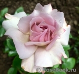 Couture Rose Tilia Couture Rose Tilia