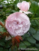 Olivia Rose Austin Olivia Rose Austin