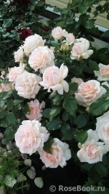 Chandos Beauty Chandos Beauty