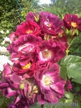 Purple Star ® Purple Star ®