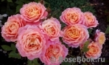 Briosa ® Briosa ®