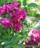 Perennial Blue Perennial Blue