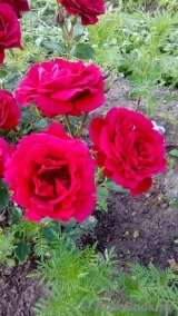 Amadeus Amadeus