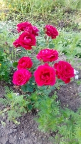 Amadeus Amadeus