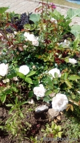 Aspirin Rose Aspirin Rose